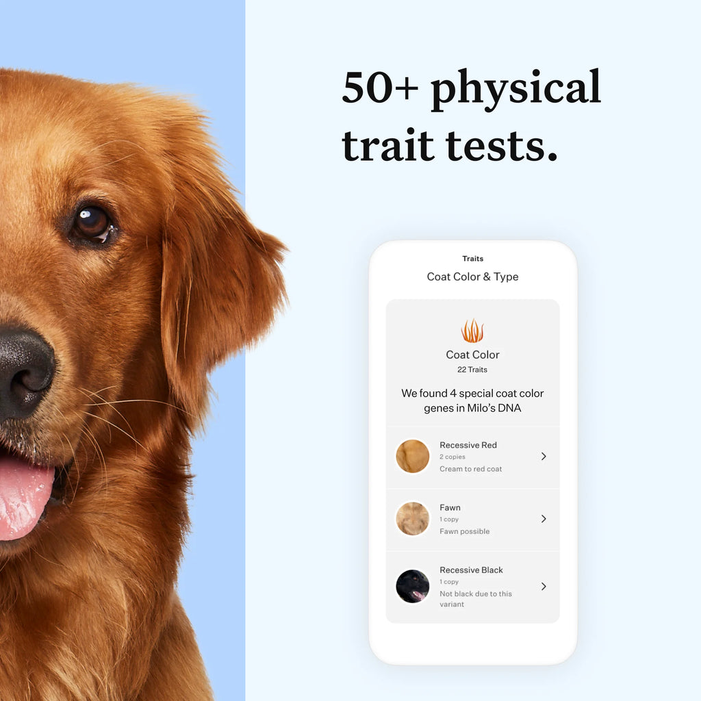 Essential, Breed Identification & Health Condition Identification, Dog DNA Test Kit