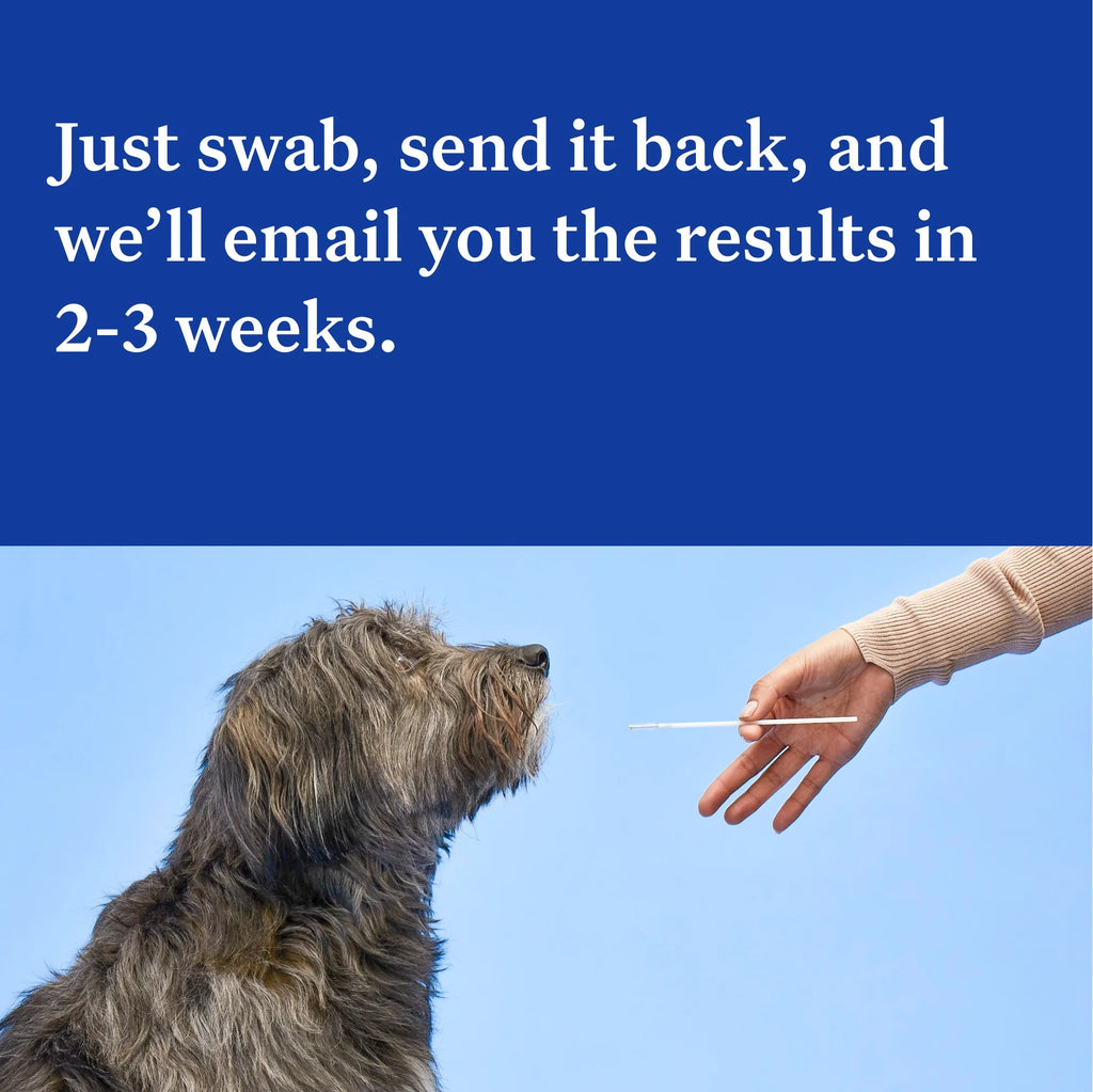 Essential, Breed Identification & Health Condition Identification, Dog DNA Test Kit