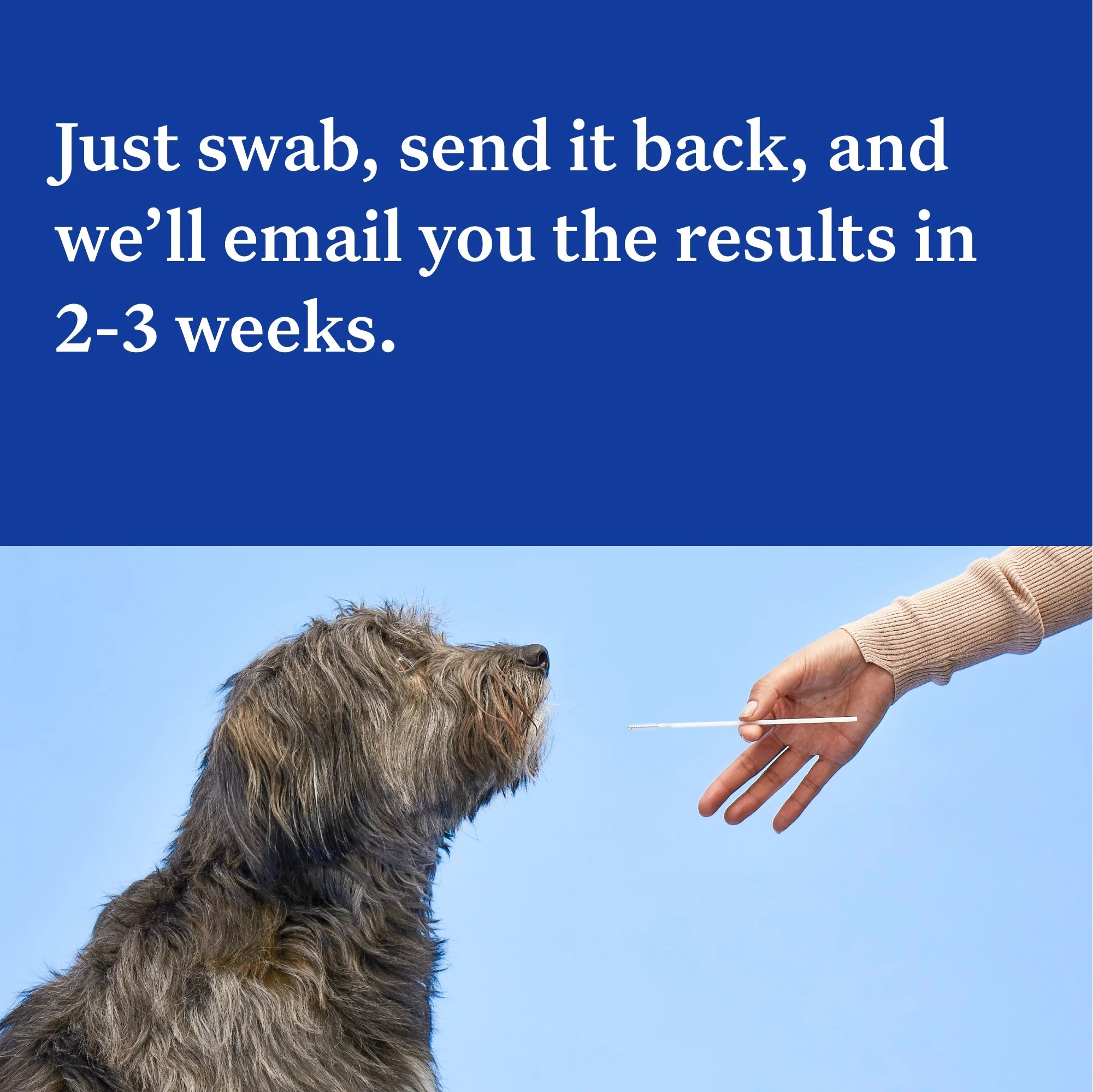 Essential, Breed Identification & Health Condition Identification, Dog DNA Test Kit